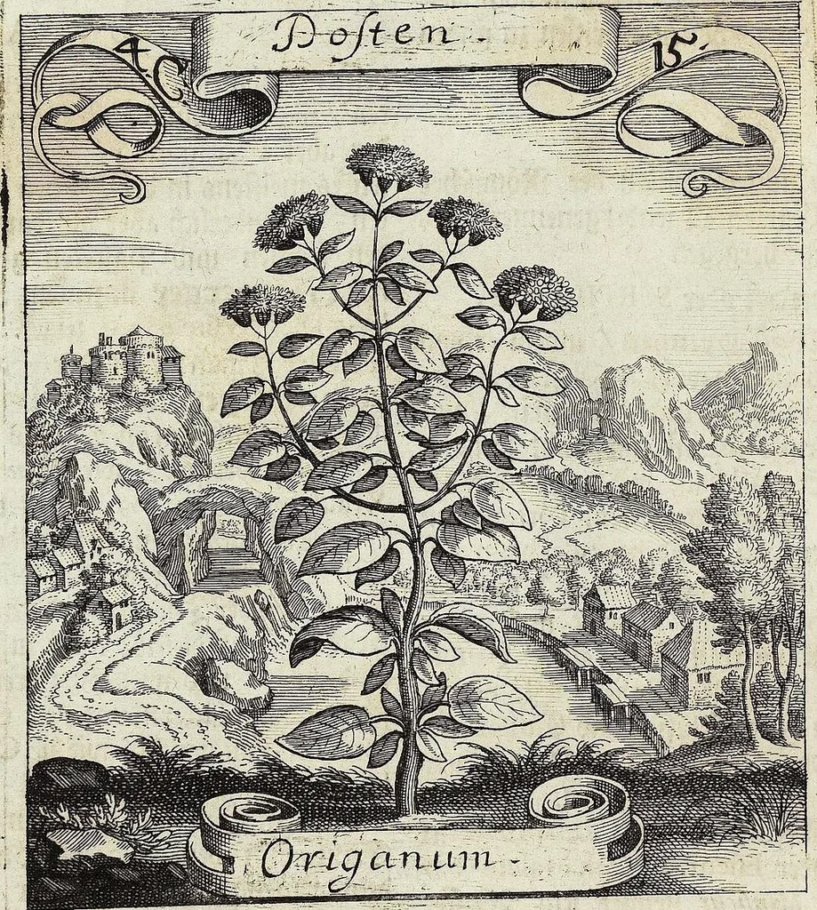 An illustration from Viridarium Reformatum, Seu Regnum Vegetabile, Das ist: Neu-eingerichtetes und Vollständiges Kräuter-Buch: Worinnen auff noch nicht geschehene Weise Derer Vegetabilien, als Kräutern, Sträuchen, Bäumen, Bluhmen und anderer Erd-Gewachsen Art, Krafft und Würckung dergestalt beschrieben werden, daß man dieses Werck statt einer Botanischen Bibliothec haben ... kan, 1719, leaf 170