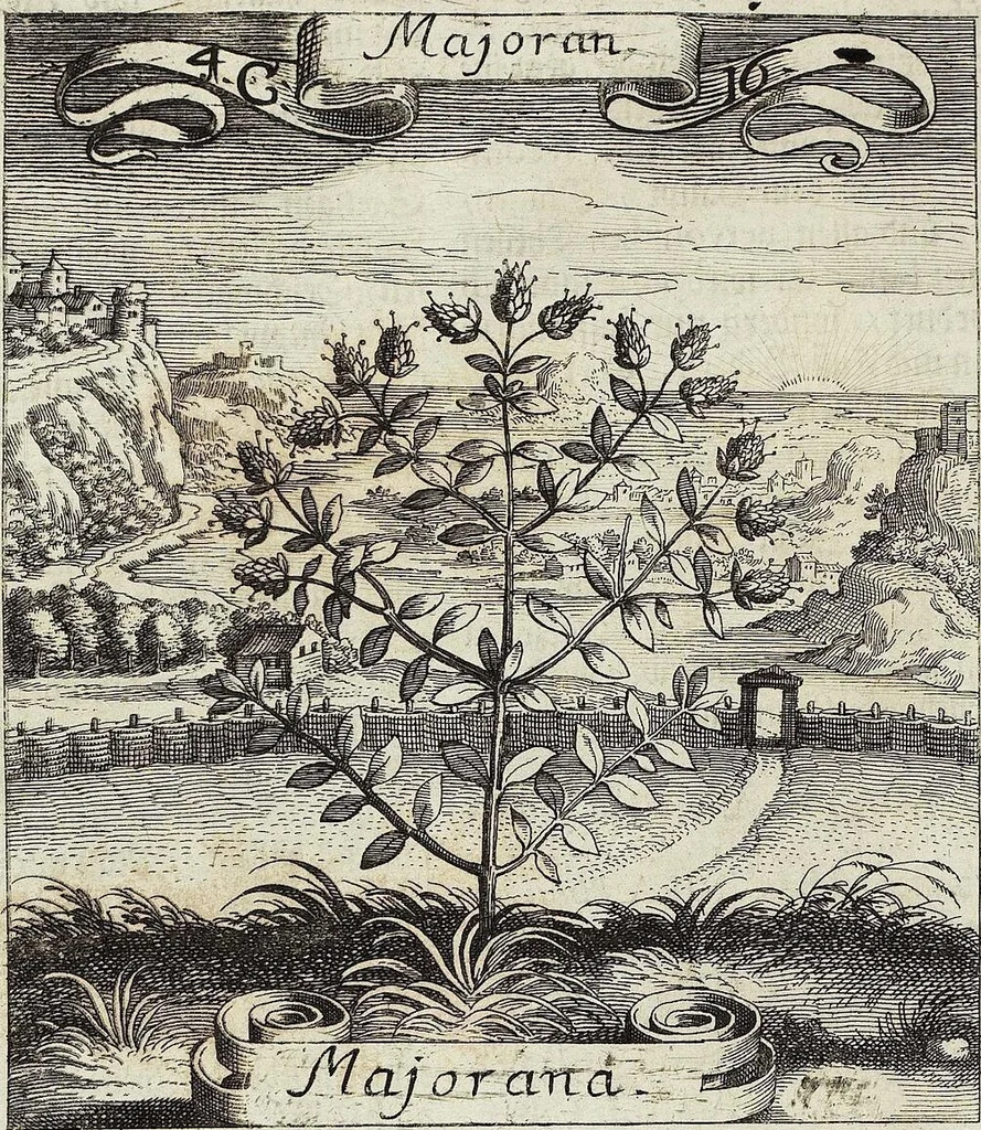 An illustration from Viridarium Reformatum, Seu Regnum Vegetabile, Das ist: Neu-eingerichtetes und Vollständiges Kräuter-Buch: Worinnen auff noch nicht geschehene Weise Derer Vegetabilien, als Kräutern, Sträuchen, Bäumen, Bluhmen und anderer Erd-Gewachsen Art, Krafft und Würckung dergestalt beschrieben werden, daß man dieses Werck statt einer Botanischen Bibliothec haben ... kan, 1719, leaf 172