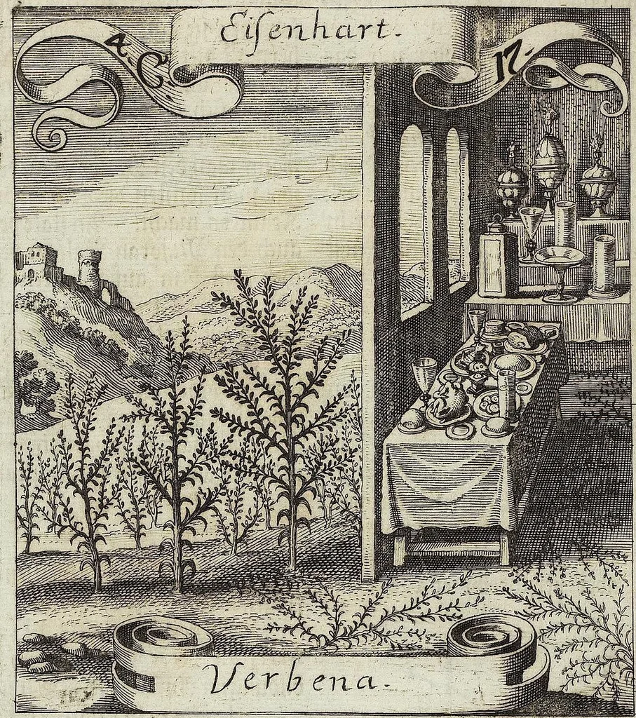 An illustration from Viridarium Reformatum, Seu Regnum Vegetabile, Das ist: Neu-eingerichtetes und Vollständiges Kräuter-Buch: Worinnen auff noch nicht geschehene Weise Derer Vegetabilien, als Kräutern, Sträuchen, Bäumen, Bluhmen und anderer Erd-Gewachsen Art, Krafft und Würckung dergestalt beschrieben werden, daß man dieses Werck statt einer Botanischen Bibliothec haben ... kan, 1719, leaf 174