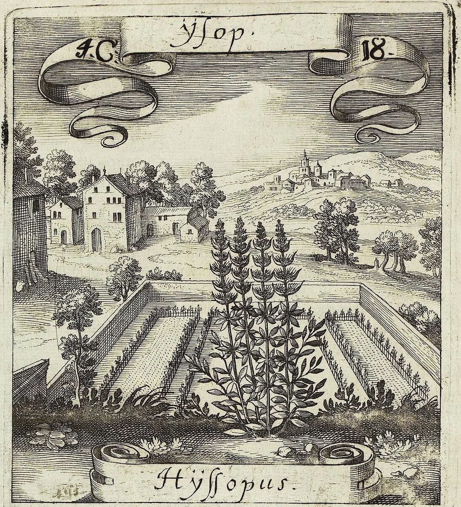 An illustration from Viridarium Reformatum, Seu Regnum Vegetabile, Das ist: Neu-eingerichtetes und Vollständiges Kräuter-Buch: Worinnen auff noch nicht geschehene Weise Derer Vegetabilien, als Kräutern, Sträuchen, Bäumen, Bluhmen und anderer Erd-Gewachsen Art, Krafft und Würckung dergestalt beschrieben werden, daß man dieses Werck statt einer Botanischen Bibliothec haben ... kan, 1719, leaf 176