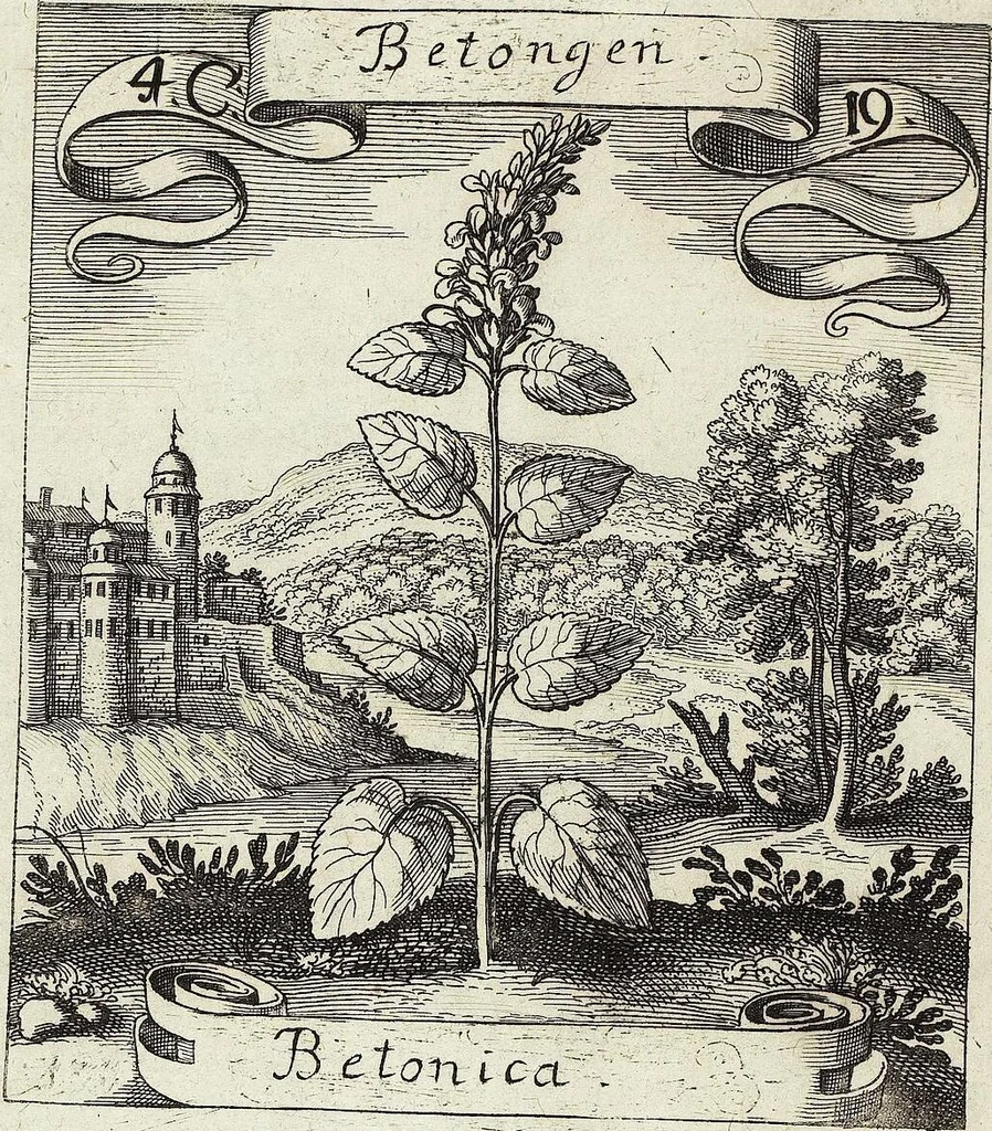 An illustration from Viridarium Reformatum, Seu Regnum Vegetabile, Das ist: Neu-eingerichtetes und Vollständiges Kräuter-Buch: Worinnen auff noch nicht geschehene Weise Derer Vegetabilien, als Kräutern, Sträuchen, Bäumen, Bluhmen und anderer Erd-Gewachsen Art, Krafft und Würckung dergestalt beschrieben werden, daß man dieses Werck statt einer Botanischen Bibliothec haben ... kan, 1719, leaf 178