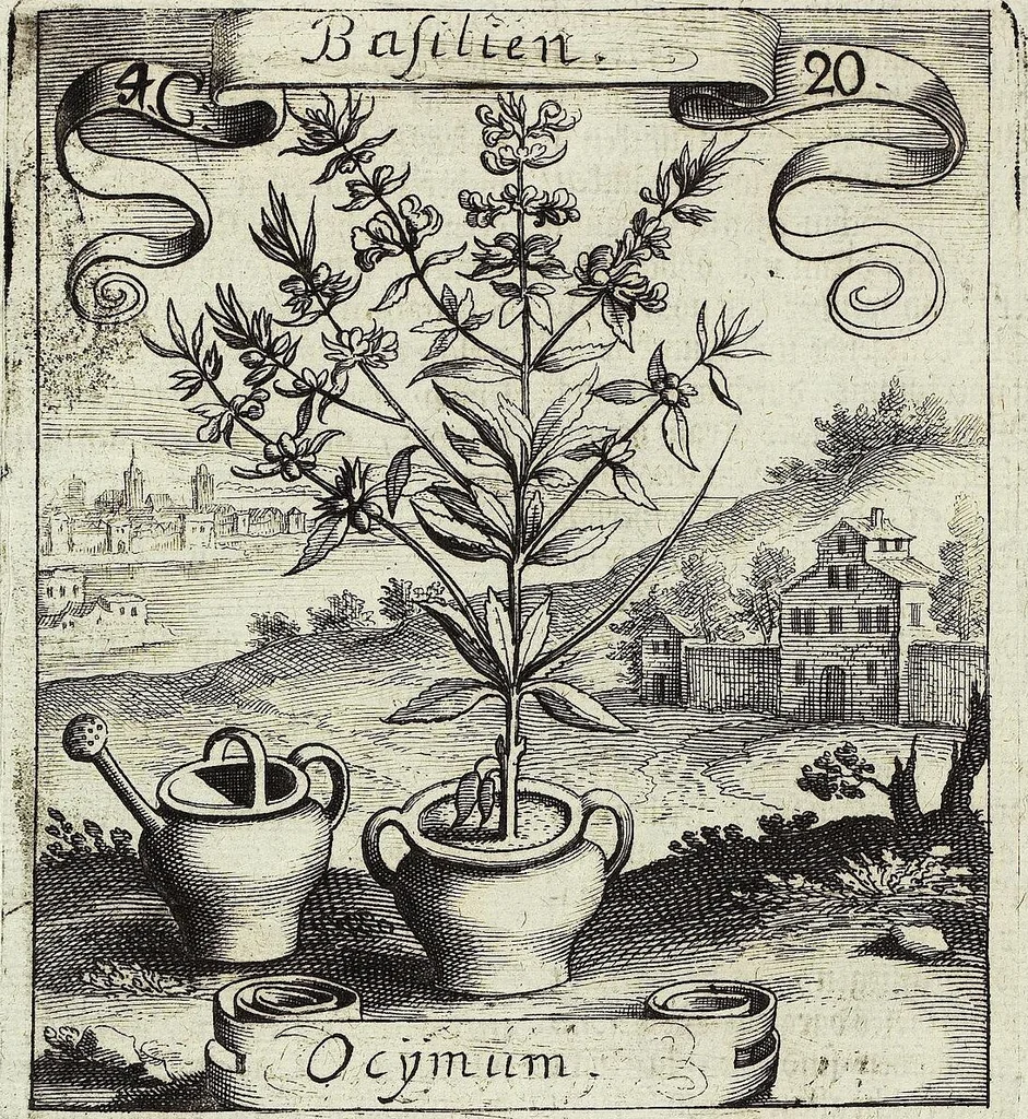 An illustration from Viridarium Reformatum, Seu Regnum Vegetabile, Das ist: Neu-eingerichtetes und Vollständiges Kräuter-Buch: Worinnen auff noch nicht geschehene Weise Derer Vegetabilien, als Kräutern, Sträuchen, Bäumen, Bluhmen und anderer Erd-Gewachsen Art, Krafft und Würckung dergestalt beschrieben werden, daß man dieses Werck statt einer Botanischen Bibliothec haben ... kan, 1719, leaf 180