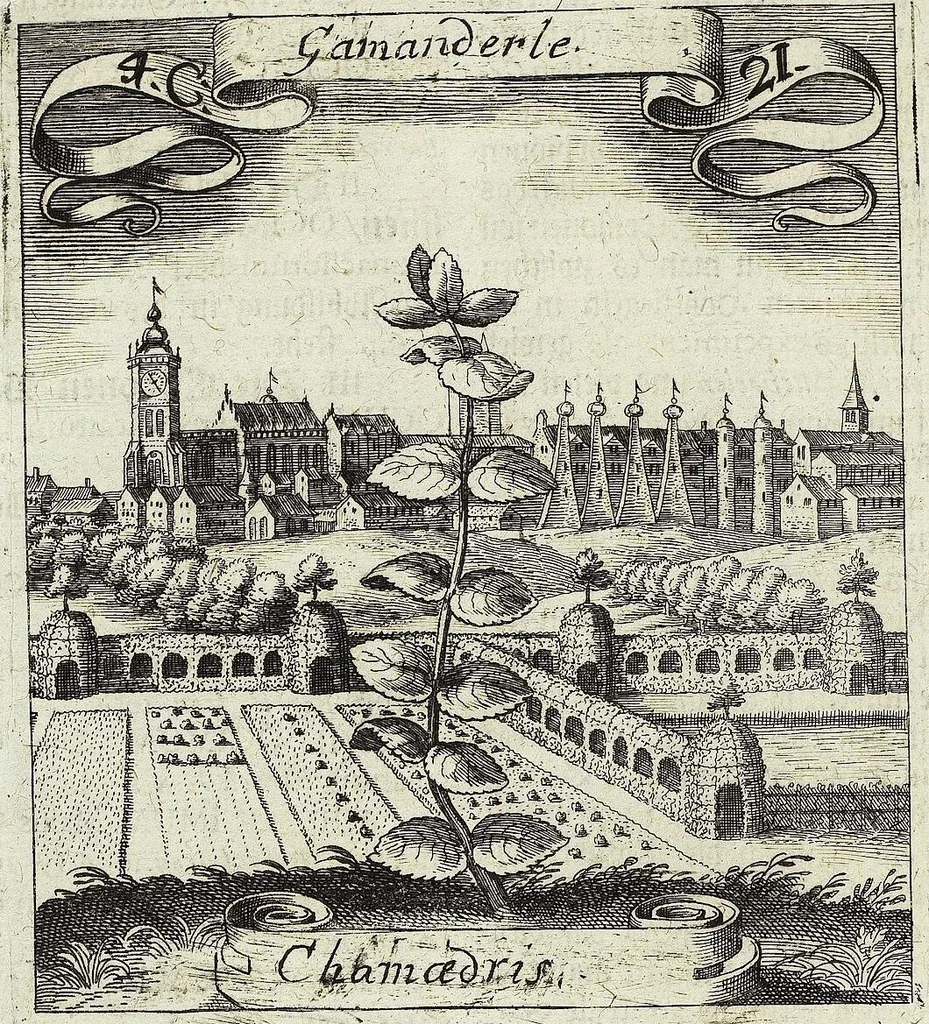 An illustration from Viridarium Reformatum, Seu Regnum Vegetabile, Das ist: Neu-eingerichtetes und Vollständiges Kräuter-Buch: Worinnen auff noch nicht geschehene Weise Derer Vegetabilien, als Kräutern, Sträuchen, Bäumen, Bluhmen und anderer Erd-Gewachsen Art, Krafft und Würckung dergestalt beschrieben werden, daß man dieses Werck statt einer Botanischen Bibliothec haben ... kan, 1719, leaf 182