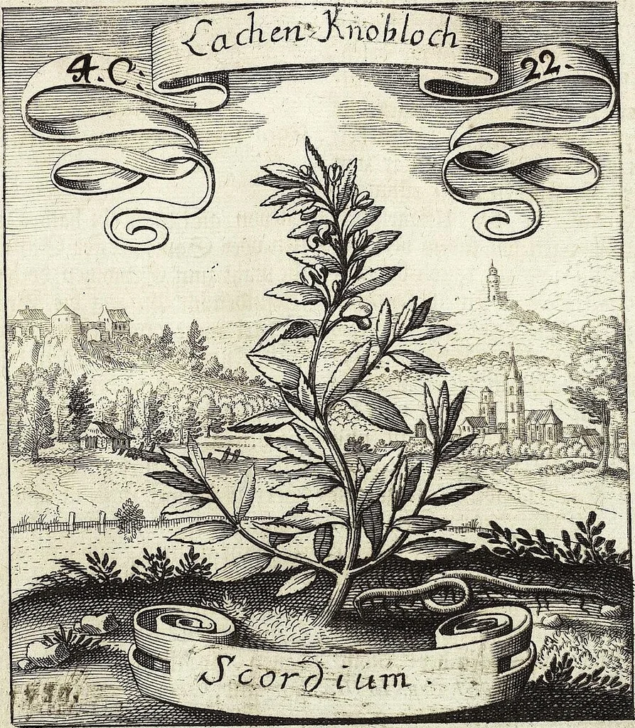 An illustration from Viridarium Reformatum, Seu Regnum Vegetabile, Das ist: Neu-eingerichtetes und Vollständiges Kräuter-Buch: Worinnen auff noch nicht geschehene Weise Derer Vegetabilien, als Kräutern, Sträuchen, Bäumen, Bluhmen und anderer Erd-Gewachsen Art, Krafft und Würckung dergestalt beschrieben werden, daß man dieses Werck statt einer Botanischen Bibliothec haben ... kan, 1719, leaf 185