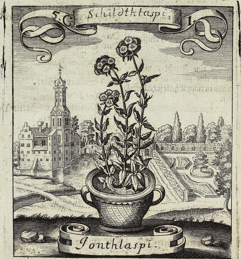 An illustration from Viridarium Reformatum, Seu Regnum Vegetabile, Das ist: Neu-eingerichtetes und Vollständiges Kräuter-Buch: Worinnen auff noch nicht geschehene Weise Derer Vegetabilien, als Kräutern, Sträuchen, Bäumen, Bluhmen und anderer Erd-Gewachsen Art, Krafft und Würckung dergestalt beschrieben werden, daß man dieses Werck statt einer Botanischen Bibliothec haben ... kan, 1719, leaf 190