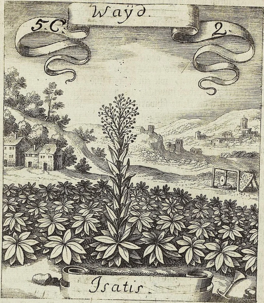 An illustration from Viridarium Reformatum, Seu Regnum Vegetabile, Das ist: Neu-eingerichtetes und Vollständiges Kräuter-Buch: Worinnen auff noch nicht geschehene Weise Derer Vegetabilien, als Kräutern, Sträuchen, Bäumen, Bluhmen und anderer Erd-Gewachsen Art, Krafft und Würckung dergestalt beschrieben werden, daß man dieses Werck statt einer Botanischen Bibliothec haben ... kan, 1719, leaf 194