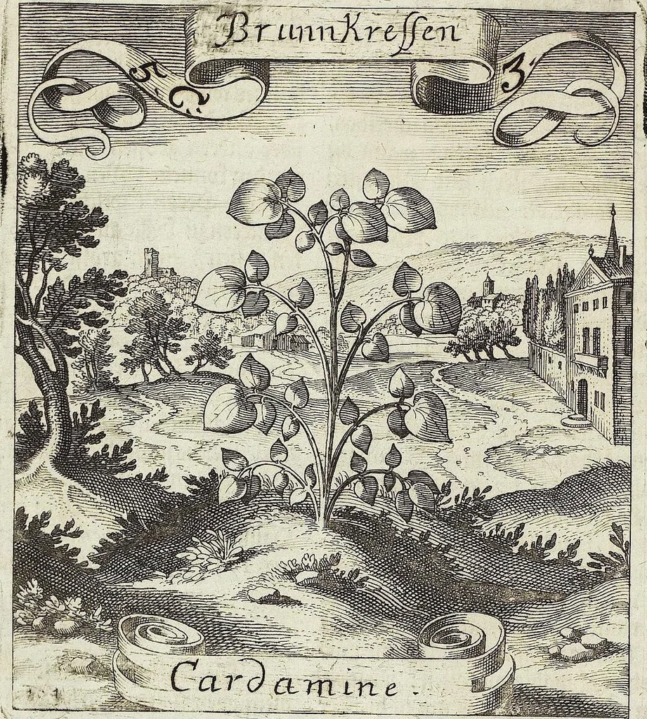 An illustration from Viridarium Reformatum, Seu Regnum Vegetabile, Das ist: Neu-eingerichtetes und Vollständiges Kräuter-Buch: Worinnen auff noch nicht geschehene Weise Derer Vegetabilien, als Kräutern, Sträuchen, Bäumen, Bluhmen und anderer Erd-Gewachsen Art, Krafft und Würckung dergestalt beschrieben werden, daß man dieses Werck statt einer Botanischen Bibliothec haben ... kan, 1719, leaf 196