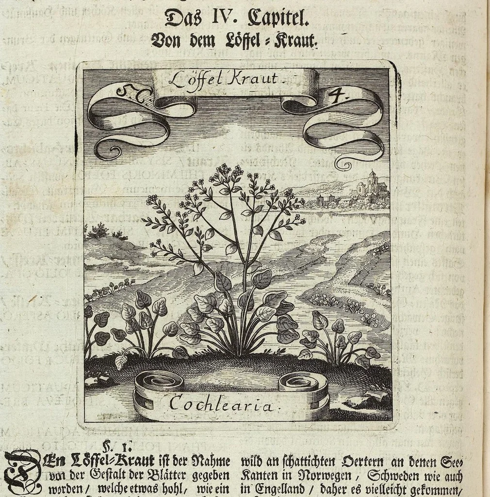 An illustration from Viridarium Reformatum, Seu Regnum Vegetabile, Das ist: Neu-eingerichtetes und Vollständiges Kräuter-Buch: Worinnen auff noch nicht geschehene Weise Derer Vegetabilien, als Kräutern, Sträuchen, Bäumen, Bluhmen und anderer Erd-Gewachsen Art, Krafft und Würckung dergestalt beschrieben werden, daß man dieses Werck statt einer Botanischen Bibliothec haben ... kan, 1719, leaf 200