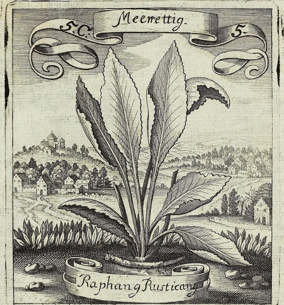 An illustration from Viridarium Reformatum, Seu Regnum Vegetabile, Das ist: Neu-eingerichtetes und Vollständiges Kräuter-Buch: Worinnen auff noch nicht geschehene Weise Derer Vegetabilien, als Kräutern, Sträuchen, Bäumen, Bluhmen und anderer Erd-Gewachsen Art, Krafft und Würckung dergestalt beschrieben werden, daß man dieses Werck statt einer Botanischen Bibliothec haben ... kan, 1719, leaf 202