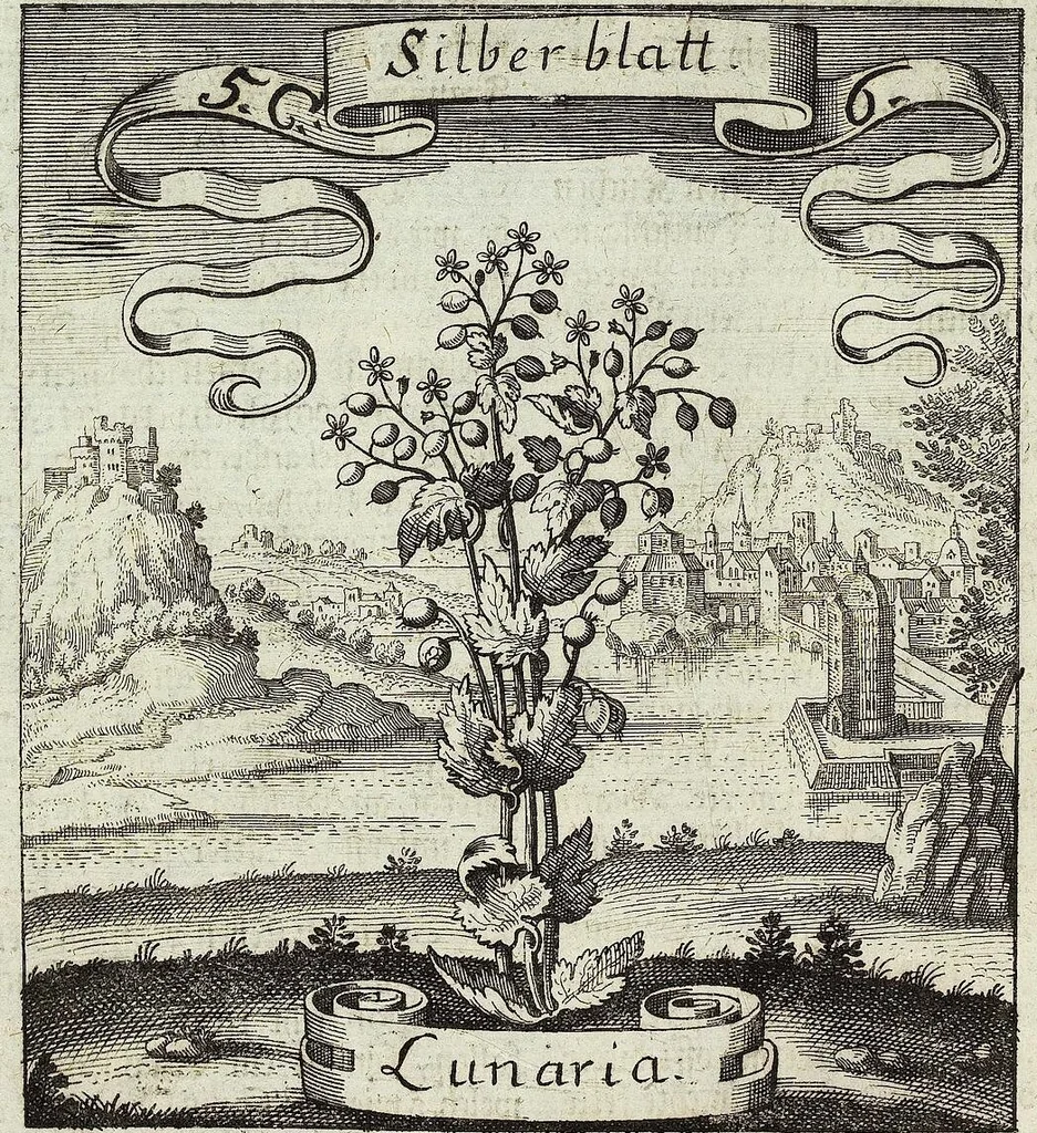 An illustration from Viridarium Reformatum, Seu Regnum Vegetabile, Das ist: Neu-eingerichtetes und Vollständiges Kräuter-Buch: Worinnen auff noch nicht geschehene Weise Derer Vegetabilien, als Kräutern, Sträuchen, Bäumen, Bluhmen und anderer Erd-Gewachsen Art, Krafft und Würckung dergestalt beschrieben werden, daß man dieses Werck statt einer Botanischen Bibliothec haben ... kan, 1719, leaf 204