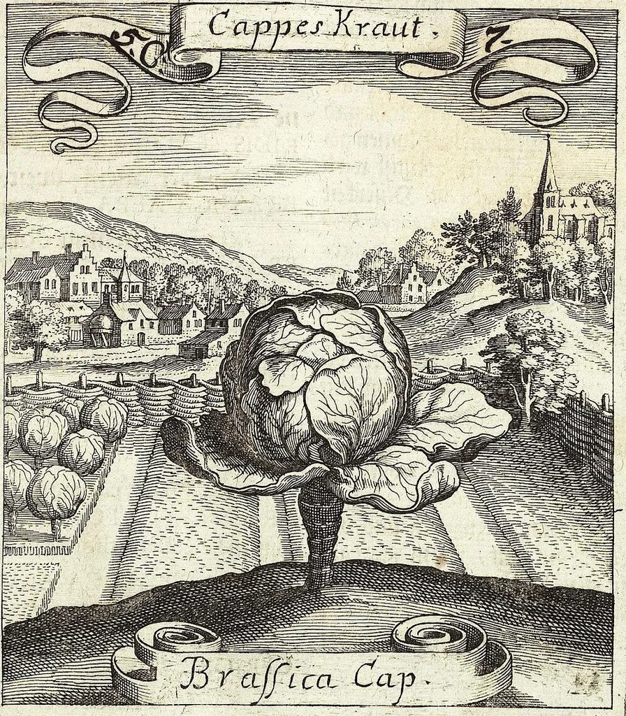 An illustration from Viridarium Reformatum, Seu Regnum Vegetabile, Das ist: Neu-eingerichtetes und Vollständiges Kräuter-Buch: Worinnen auff noch nicht geschehene Weise Derer Vegetabilien, als Kräutern, Sträuchen, Bäumen, Bluhmen und anderer Erd-Gewachsen Art, Krafft und Würckung dergestalt beschrieben werden, daß man dieses Werck statt einer Botanischen Bibliothec haben ... kan, 1719, leaf 207