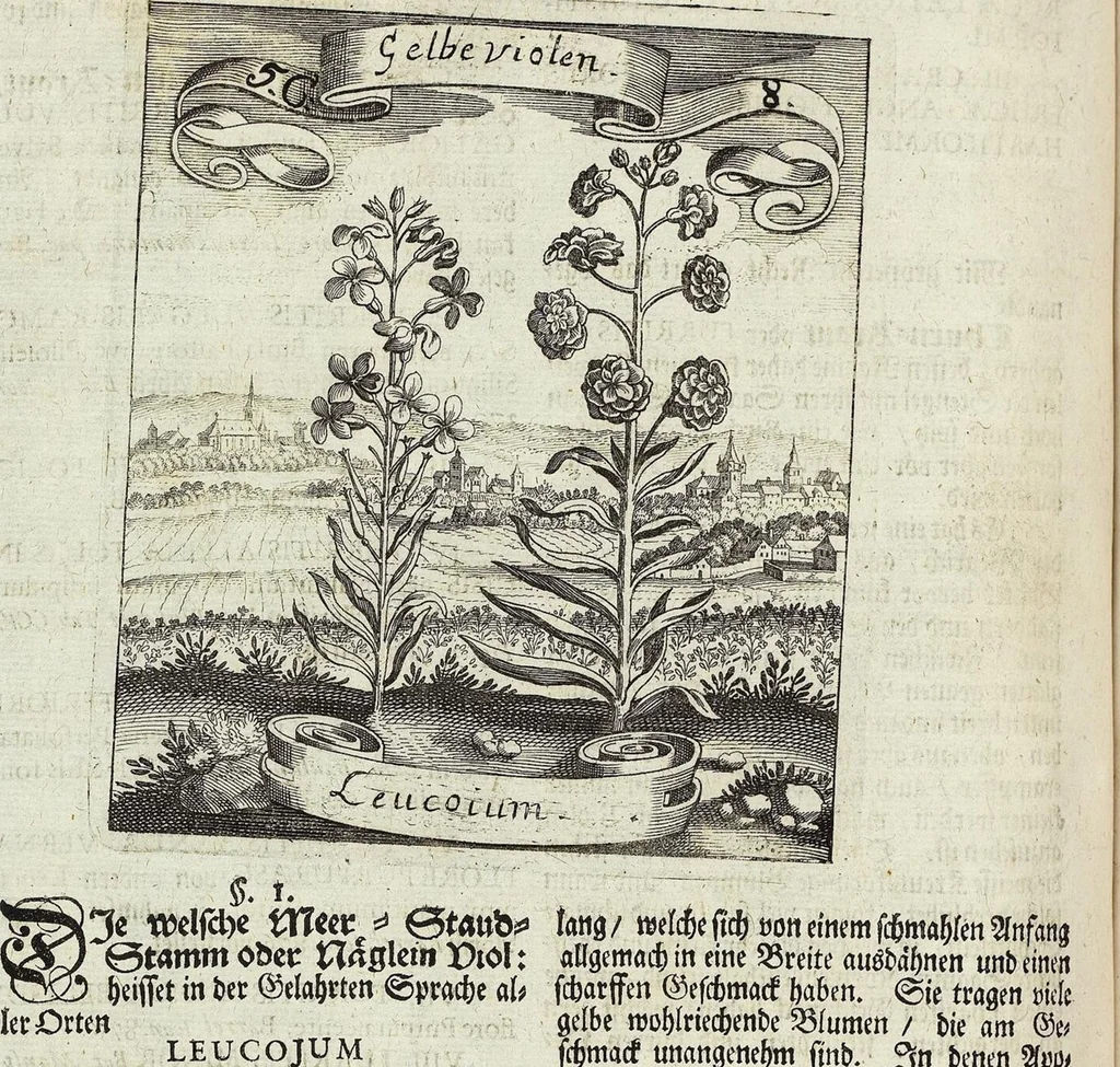 An illustration from Viridarium Reformatum, Seu Regnum Vegetabile, Das ist: Neu-eingerichtetes und Vollständiges Kräuter-Buch: Worinnen auff noch nicht geschehene Weise Derer Vegetabilien, als Kräutern, Sträuchen, Bäumen, Bluhmen und anderer Erd-Gewachsen Art, Krafft und Würckung dergestalt beschrieben werden, daß man dieses Werck statt einer Botanischen Bibliothec haben ... kan, 1719, leaf 210