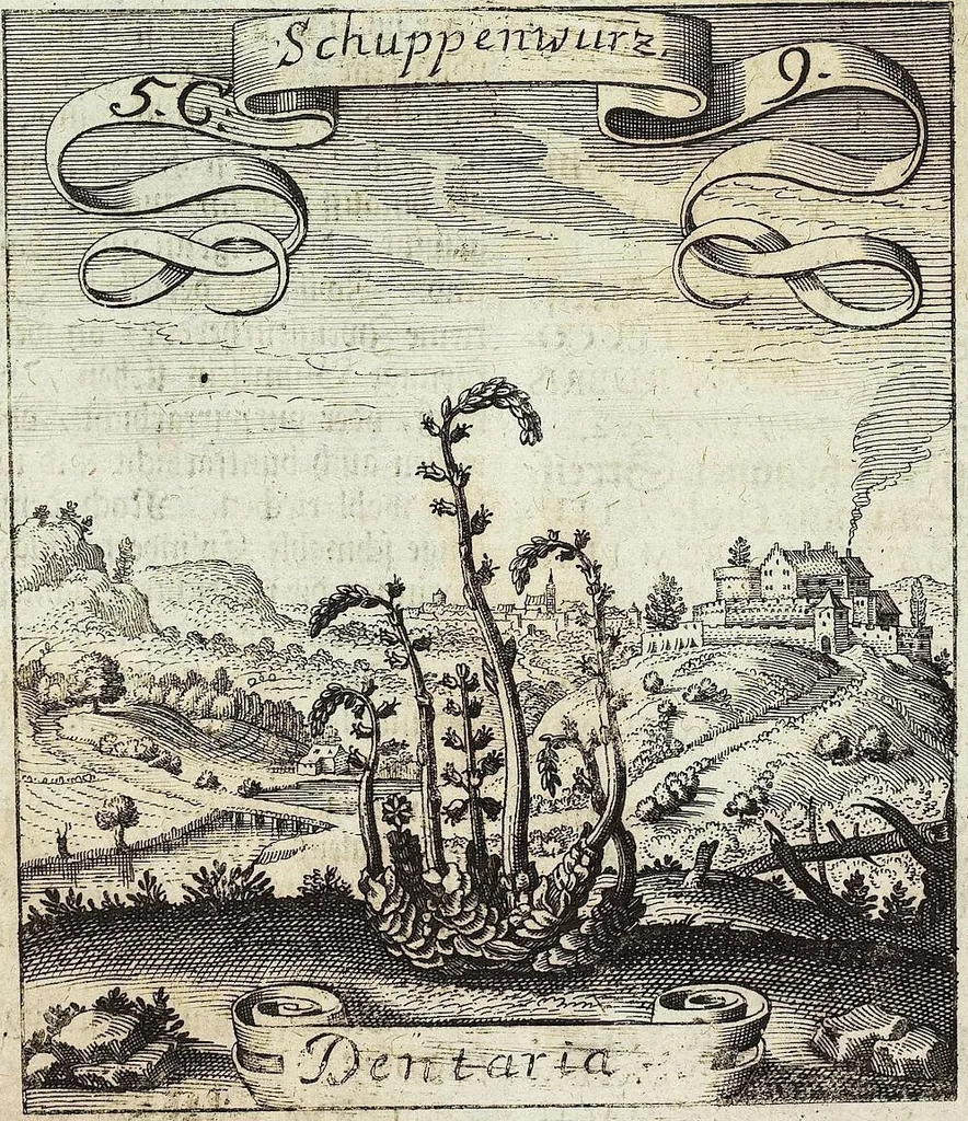 An illustration from Viridarium Reformatum, Seu Regnum Vegetabile, Das ist: Neu-eingerichtetes und Vollständiges Kräuter-Buch: Worinnen auff noch nicht geschehene Weise Derer Vegetabilien, als Kräutern, Sträuchen, Bäumen, Bluhmen und anderer Erd-Gewachsen Art, Krafft und Würckung dergestalt beschrieben werden, daß man dieses Werck statt einer Botanischen Bibliothec haben ... kan, 1719, leaf 212