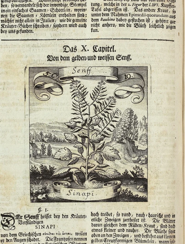An illustration from Viridarium Reformatum, Seu Regnum Vegetabile, Das ist: Neu-eingerichtetes und Vollständiges Kräuter-Buch: Worinnen auff noch nicht geschehene Weise Derer Vegetabilien, als Kräutern, Sträuchen, Bäumen, Bluhmen und anderer Erd-Gewachsen Art, Krafft und Würckung dergestalt beschrieben werden, daß man dieses Werck statt einer Botanischen Bibliothec haben ... kan, 1719, leaf 214