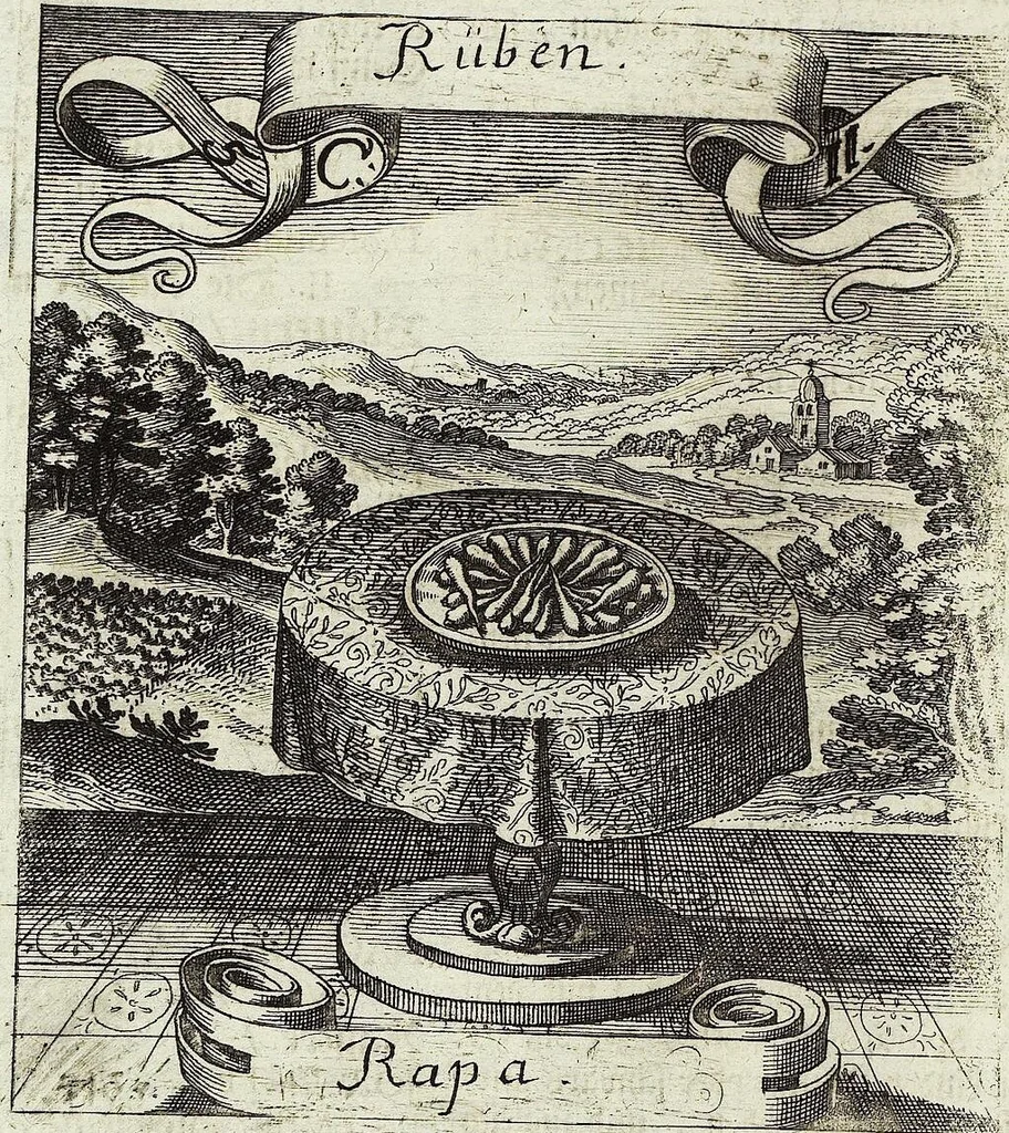 An illustration from Viridarium Reformatum, Seu Regnum Vegetabile, Das ist: Neu-eingerichtetes und Vollständiges Kräuter-Buch: Worinnen auff noch nicht geschehene Weise Derer Vegetabilien, als Kräutern, Sträuchen, Bäumen, Bluhmen und anderer Erd-Gewachsen Art, Krafft und Würckung dergestalt beschrieben werden, daß man dieses Werck statt einer Botanischen Bibliothec haben ... kan, 1719, leaf 218