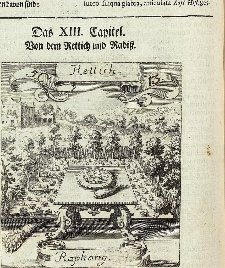 An illustration from Viridarium Reformatum, Seu Regnum Vegetabile, Das ist: Neu-eingerichtetes und Vollständiges Kräuter-Buch: Worinnen auff noch nicht geschehene Weise Derer Vegetabilien, als Kräutern, Sträuchen, Bäumen, Bluhmen und anderer Erd-Gewachsen Art, Krafft und Würckung dergestalt beschrieben werden, daß man dieses Werck statt einer Botanischen Bibliothec haben ... kan, 1719, leaf 222