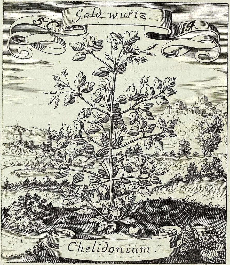 An illustration from Viridarium Reformatum, Seu Regnum Vegetabile, Das ist: Neu-eingerichtetes und Vollständiges Kräuter-Buch: Worinnen auff noch nicht geschehene Weise Derer Vegetabilien, als Kräutern, Sträuchen, Bäumen, Bluhmen und anderer Erd-Gewachsen Art, Krafft und Würckung dergestalt beschrieben werden, daß man dieses Werck statt einer Botanischen Bibliothec haben ... kan, 1719, leaf 224
