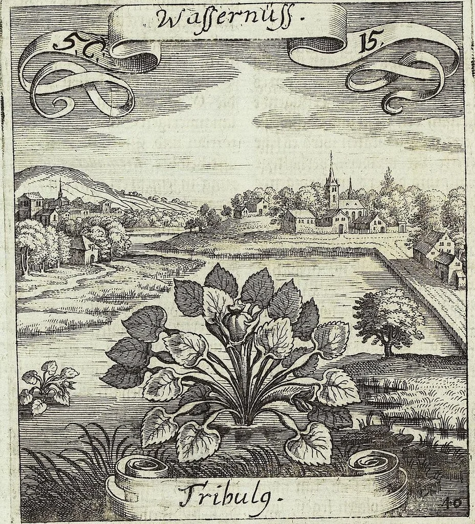 An illustration from Viridarium Reformatum, Seu Regnum Vegetabile, Das ist: Neu-eingerichtetes und Vollständiges Kräuter-Buch: Worinnen auff noch nicht geschehene Weise Derer Vegetabilien, als Kräutern, Sträuchen, Bäumen, Bluhmen und anderer Erd-Gewachsen Art, Krafft und Würckung dergestalt beschrieben werden, daß man dieses Werck statt einer Botanischen Bibliothec haben ... kan, 1719, leaf 226
