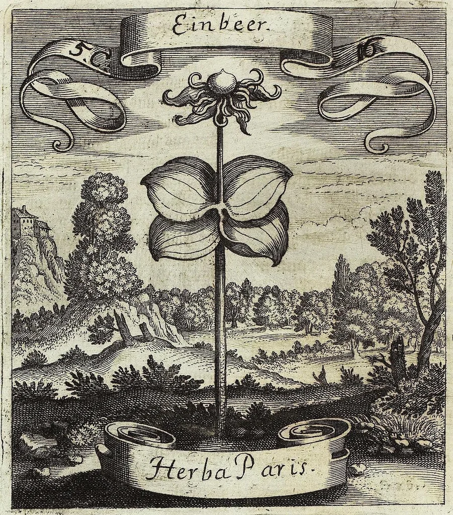 An illustration from Viridarium Reformatum, Seu Regnum Vegetabile, Das ist: Neu-eingerichtetes und Vollständiges Kräuter-Buch: Worinnen auff noch nicht geschehene Weise Derer Vegetabilien, als Kräutern, Sträuchen, Bäumen, Bluhmen und anderer Erd-Gewachsen Art, Krafft und Würckung dergestalt beschrieben werden, daß man dieses Werck statt einer Botanischen Bibliothec haben ... kan, 1719, leaf 228