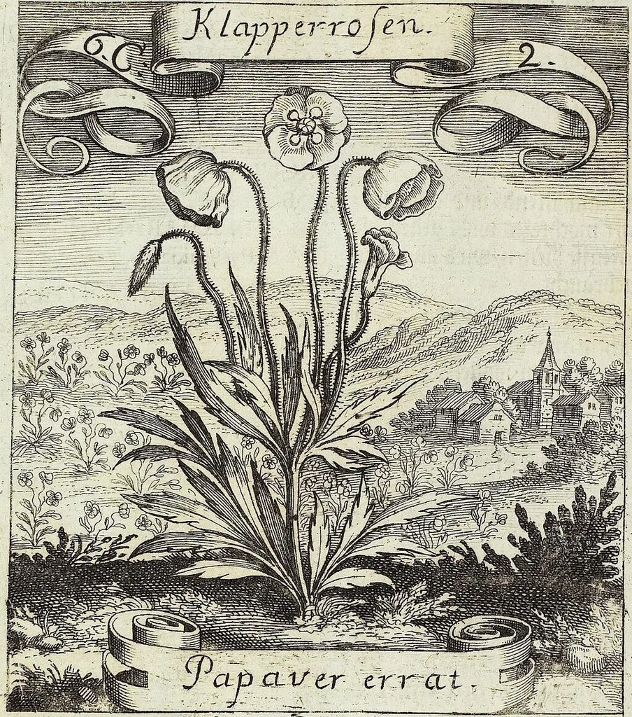 An illustration from Viridarium Reformatum, Seu Regnum Vegetabile, Das ist: Neu-eingerichtetes und Vollständiges Kräuter-Buch: Worinnen auff noch nicht geschehene Weise Derer Vegetabilien, als Kräutern, Sträuchen, Bäumen, Bluhmen und anderer Erd-Gewachsen Art, Krafft und Würckung dergestalt beschrieben werden, daß man dieses Werck statt einer Botanischen Bibliothec haben ... kan, 1719, leaf 234