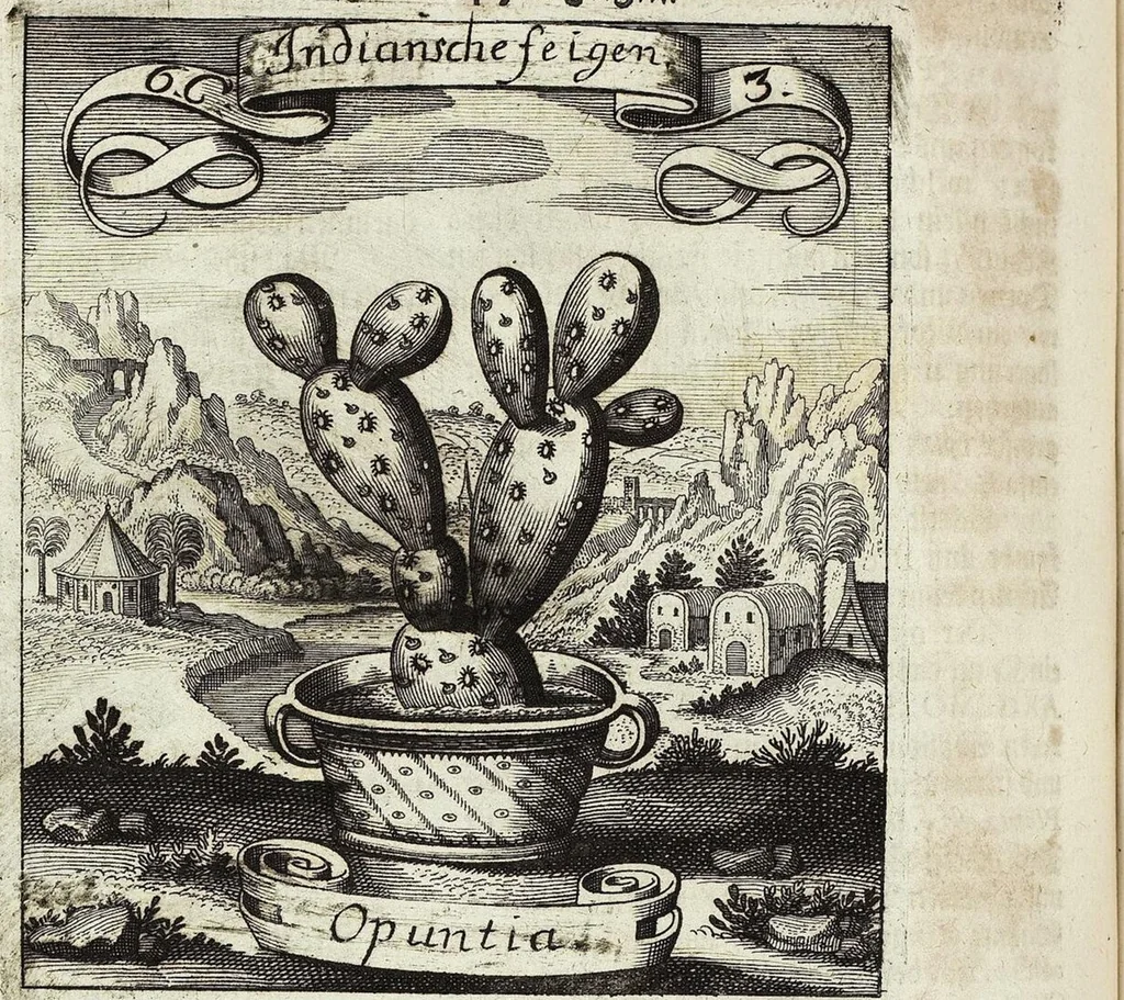 An illustration from Viridarium Reformatum, Seu Regnum Vegetabile, Das ist: Neu-eingerichtetes und Vollständiges Kräuter-Buch: Worinnen auff noch nicht geschehene Weise Derer Vegetabilien, als Kräutern, Sträuchen, Bäumen, Bluhmen und anderer Erd-Gewachsen Art, Krafft und Würckung dergestalt beschrieben werden, daß man dieses Werck statt einer Botanischen Bibliothec haben ... kan, 1719, leaf 238