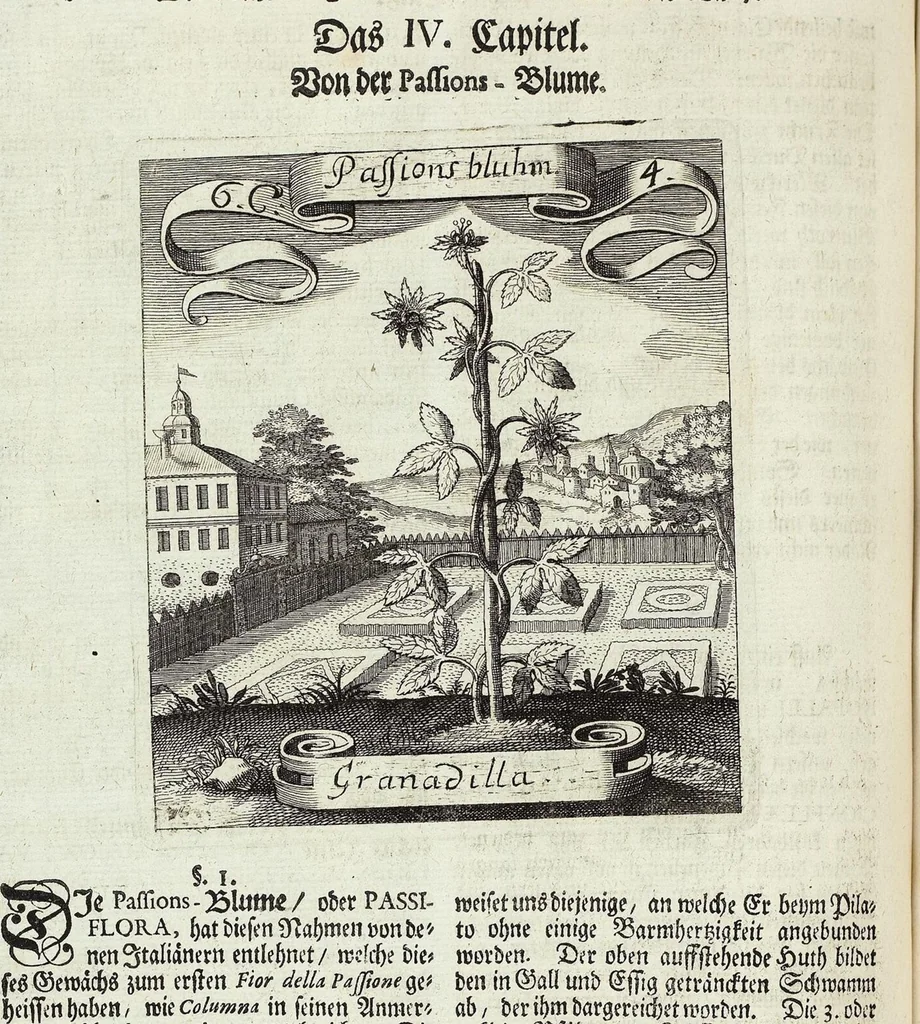 An illustration from Viridarium Reformatum, Seu Regnum Vegetabile, Das ist: Neu-eingerichtetes und Vollständiges Kräuter-Buch: Worinnen auff noch nicht geschehene Weise Derer Vegetabilien, als Kräutern, Sträuchen, Bäumen, Bluhmen und anderer Erd-Gewachsen Art, Krafft und Würckung dergestalt beschrieben werden, daß man dieses Werck statt einer Botanischen Bibliothec haben ... kan, 1719, leaf 240
