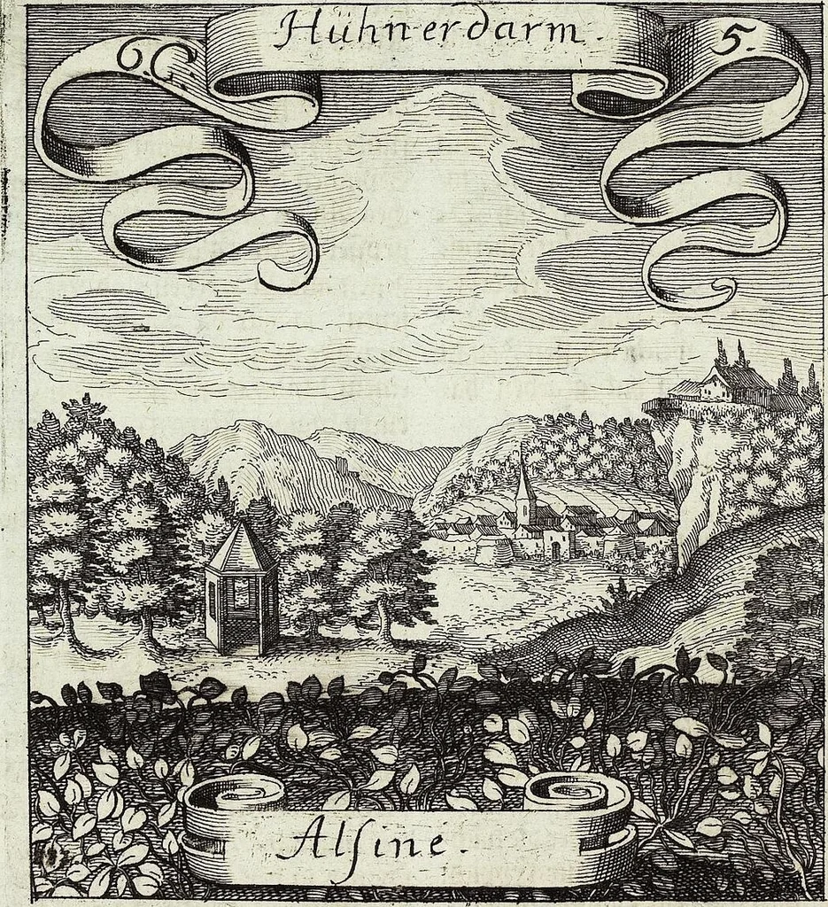 An illustration from Viridarium Reformatum, Seu Regnum Vegetabile, Das ist: Neu-eingerichtetes und Vollständiges Kräuter-Buch: Worinnen auff noch nicht geschehene Weise Derer Vegetabilien, als Kräutern, Sträuchen, Bäumen, Bluhmen und anderer Erd-Gewachsen Art, Krafft und Würckung dergestalt beschrieben werden, daß man dieses Werck statt einer Botanischen Bibliothec haben ... kan, 1719, leaf 242