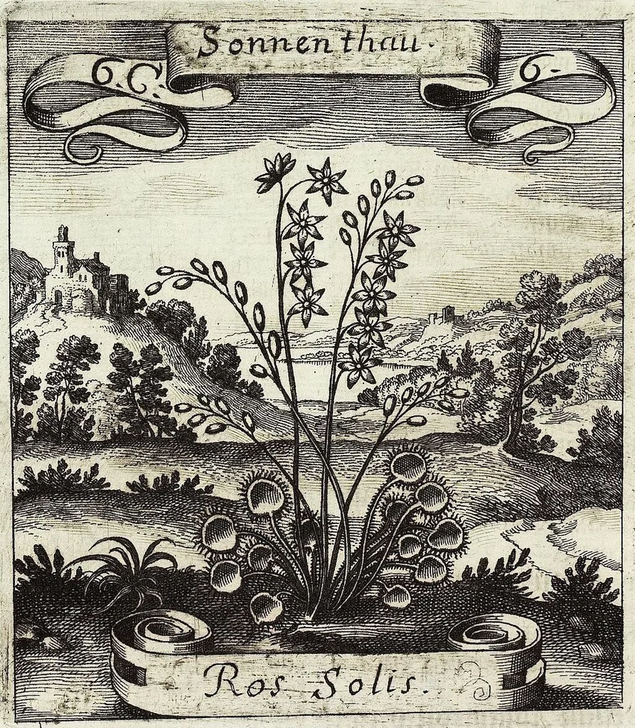 An illustration from Viridarium Reformatum, Seu Regnum Vegetabile, Das ist: Neu-eingerichtetes und Vollständiges Kräuter-Buch: Worinnen auff noch nicht geschehene Weise Derer Vegetabilien, als Kräutern, Sträuchen, Bäumen, Bluhmen und anderer Erd-Gewachsen Art, Krafft und Würckung dergestalt beschrieben werden, daß man dieses Werck statt einer Botanischen Bibliothec haben ... kan, 1719, leaf 244