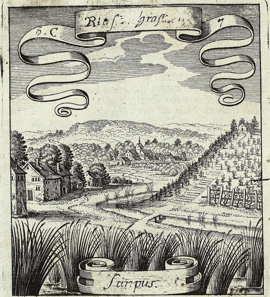 An illustration from Viridarium Reformatum, Seu Regnum Vegetabile, Das ist: Neu-eingerichtetes und Vollständiges Kräuter-Buch: Worinnen auff noch nicht geschehene Weise Derer Vegetabilien, als Kräutern, Sträuchen, Bäumen, Bluhmen und anderer Erd-Gewachsen Art, Krafft und Würckung dergestalt beschrieben werden, daß man dieses Werck statt einer Botanischen Bibliothec haben ... kan, 1719, leaf 248
