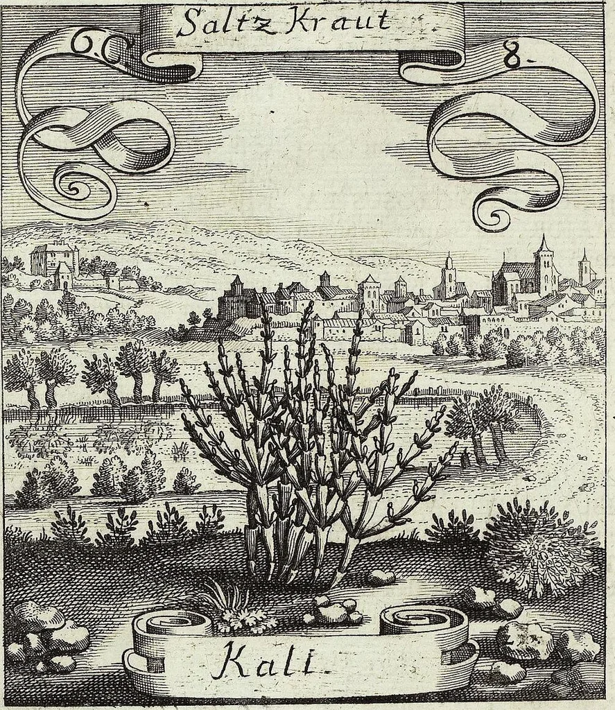 An illustration from Viridarium Reformatum, Seu Regnum Vegetabile, Das ist: Neu-eingerichtetes und Vollständiges Kräuter-Buch: Worinnen auff noch nicht geschehene Weise Derer Vegetabilien, als Kräutern, Sträuchen, Bäumen, Bluhmen und anderer Erd-Gewachsen Art, Krafft und Würckung dergestalt beschrieben werden, daß man dieses Werck statt einer Botanischen Bibliothec haben ... kan, 1719, leaf 250