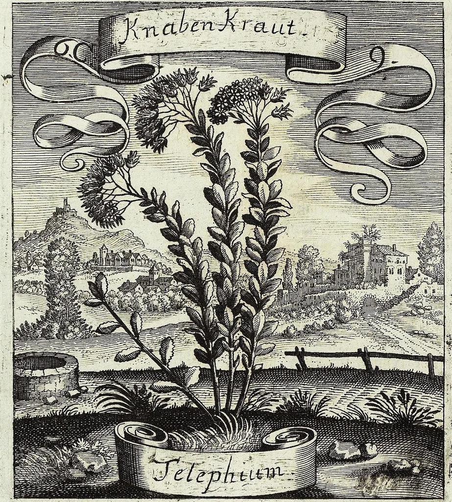 An illustration from Viridarium Reformatum, Seu Regnum Vegetabile, Das ist: Neu-eingerichtetes und Vollständiges Kräuter-Buch: Worinnen auff noch nicht geschehene Weise Derer Vegetabilien, als Kräutern, Sträuchen, Bäumen, Bluhmen und anderer Erd-Gewachsen Art, Krafft und Würckung dergestalt beschrieben werden, daß man dieses Werck statt einer Botanischen Bibliothec haben ... kan, 1719, leaf 252