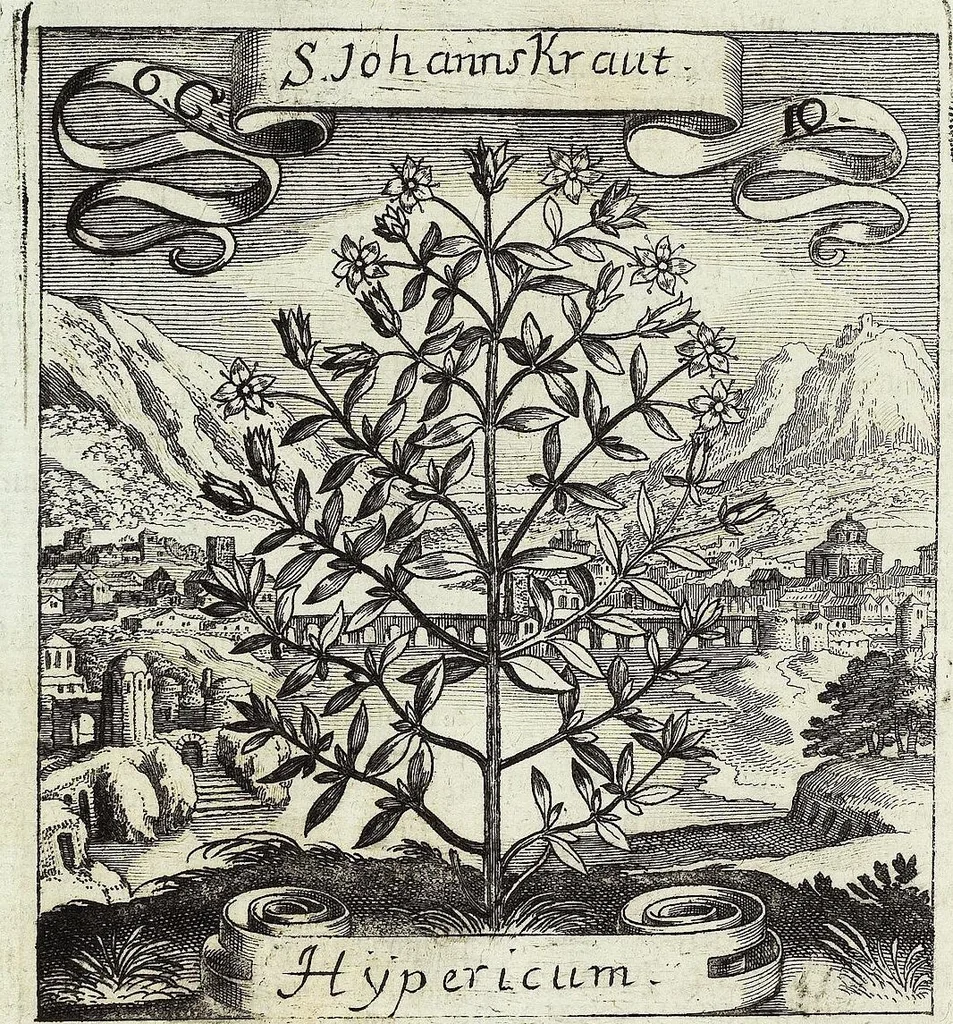 An illustration from Viridarium Reformatum, Seu Regnum Vegetabile, Das ist: Neu-eingerichtetes und Vollständiges Kräuter-Buch: Worinnen auff noch nicht geschehene Weise Derer Vegetabilien, als Kräutern, Sträuchen, Bäumen, Bluhmen und anderer Erd-Gewachsen Art, Krafft und Würckung dergestalt beschrieben werden, daß man dieses Werck statt einer Botanischen Bibliothec haben ... kan, 1719, leaf 254