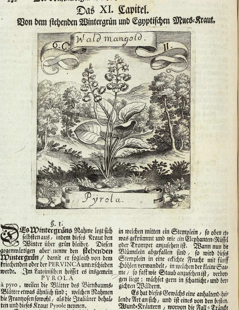 An illustration from Viridarium Reformatum, Seu Regnum Vegetabile, Das ist: Neu-eingerichtetes und Vollständiges Kräuter-Buch: Worinnen auff noch nicht geschehene Weise Derer Vegetabilien, als Kräutern, Sträuchen, Bäumen, Bluhmen und anderer Erd-Gewachsen Art, Krafft und Würckung dergestalt beschrieben werden, daß man dieses Werck statt einer Botanischen Bibliothec haben ... kan, 1719, leaf 258