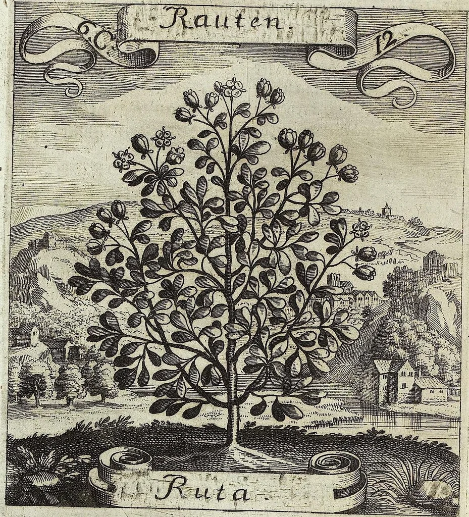 An illustration from Viridarium Reformatum, Seu Regnum Vegetabile, Das ist: Neu-eingerichtetes und Vollständiges Kräuter-Buch: Worinnen auff noch nicht geschehene Weise Derer Vegetabilien, als Kräutern, Sträuchen, Bäumen, Bluhmen und anderer Erd-Gewachsen Art, Krafft und Würckung dergestalt beschrieben werden, daß man dieses Werck statt einer Botanischen Bibliothec haben ... kan, 1719, leaf 260