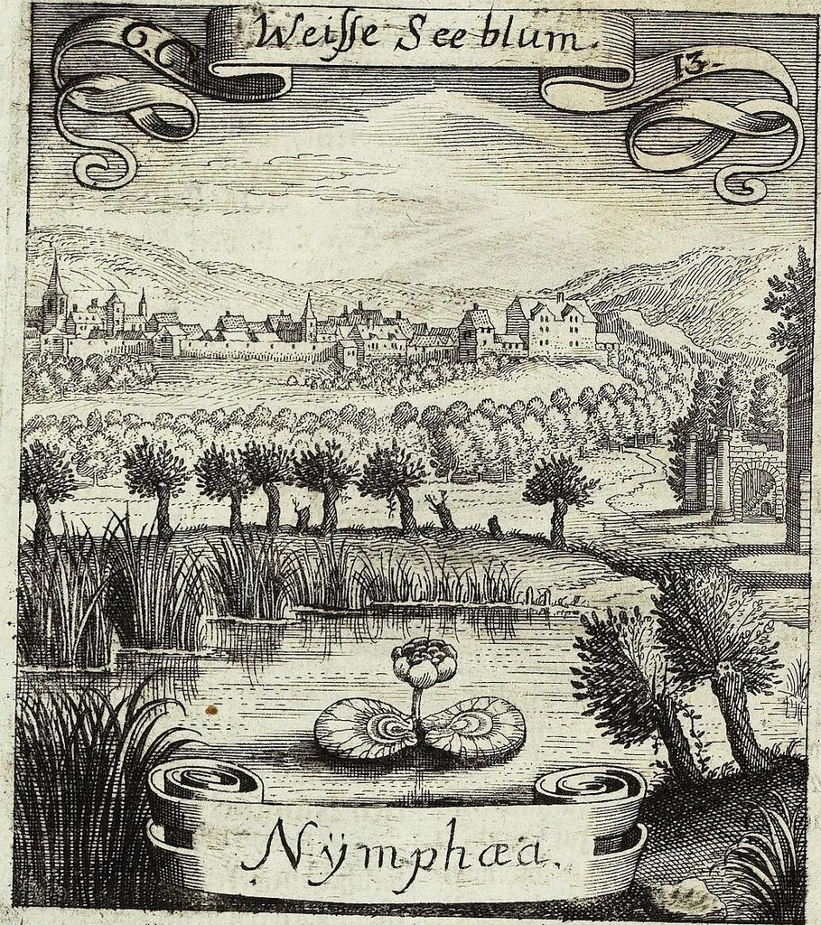 An illustration from Viridarium Reformatum, Seu Regnum Vegetabile, Das ist: Neu-eingerichtetes und Vollständiges Kräuter-Buch: Worinnen auff noch nicht geschehene Weise Derer Vegetabilien, als Kräutern, Sträuchen, Bäumen, Bluhmen und anderer Erd-Gewachsen Art, Krafft und Würckung dergestalt beschrieben werden, daß man dieses Werck statt einer Botanischen Bibliothec haben ... kan, 1719, leaf 264
