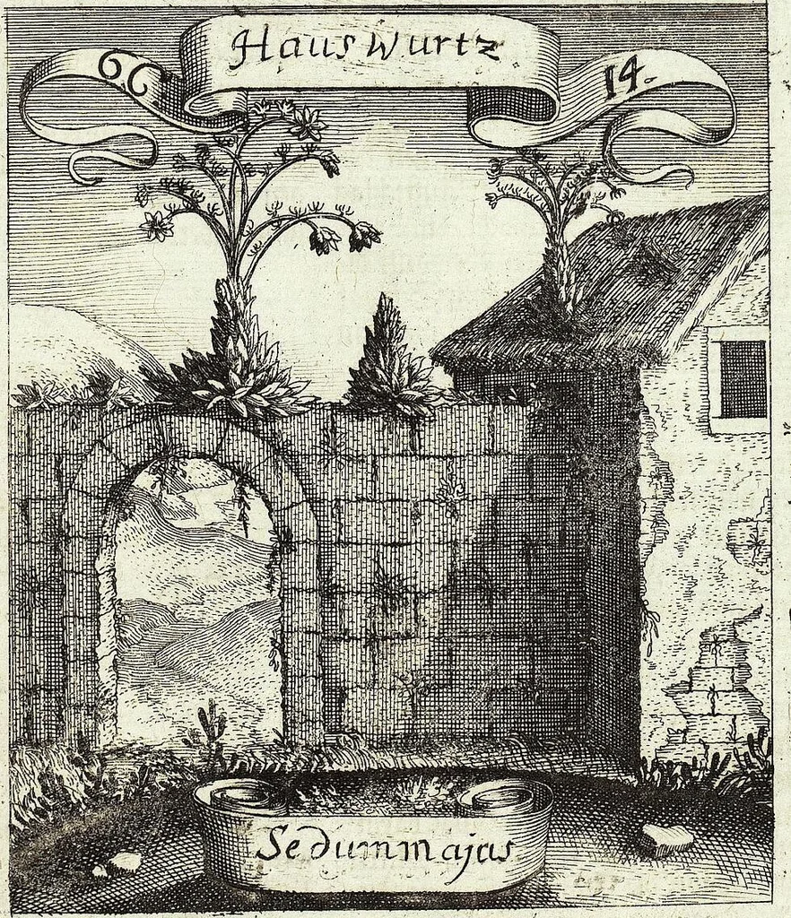 An illustration from Viridarium Reformatum, Seu Regnum Vegetabile, Das ist: Neu-eingerichtetes und Vollständiges Kräuter-Buch: Worinnen auff noch nicht geschehene Weise Derer Vegetabilien, als Kräutern, Sträuchen, Bäumen, Bluhmen und anderer Erd-Gewachsen Art, Krafft und Würckung dergestalt beschrieben werden, daß man dieses Werck statt einer Botanischen Bibliothec haben ... kan, 1719, leaf 267