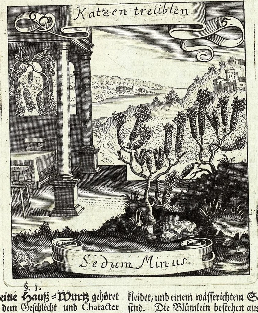 An illustration from Viridarium Reformatum, Seu Regnum Vegetabile, Das ist: Neu-eingerichtetes und Vollständiges Kräuter-Buch: Worinnen auff noch nicht geschehene Weise Derer Vegetabilien, als Kräutern, Sträuchen, Bäumen, Bluhmen und anderer Erd-Gewachsen Art, Krafft und Würckung dergestalt beschrieben werden, daß man dieses Werck statt einer Botanischen Bibliothec haben ... kan, 1719, leaf 269