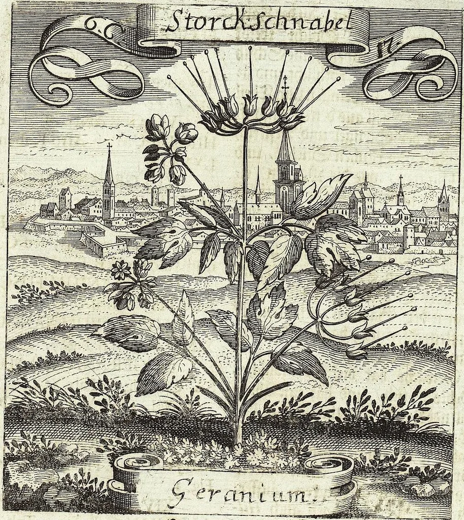 An illustration from Viridarium Reformatum, Seu Regnum Vegetabile, Das ist: Neu-eingerichtetes und Vollständiges Kräuter-Buch: Worinnen auff noch nicht geschehene Weise Derer Vegetabilien, als Kräutern, Sträuchen, Bäumen, Bluhmen und anderer Erd-Gewachsen Art, Krafft und Würckung dergestalt beschrieben werden, daß man dieses Werck statt einer Botanischen Bibliothec haben ... kan, 1719, leaf 273