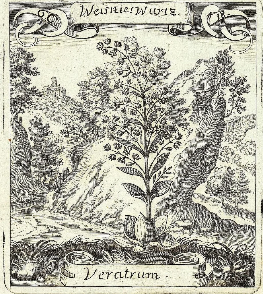 An illustration from Viridarium Reformatum, Seu Regnum Vegetabile, Das ist: Neu-eingerichtetes und Vollständiges Kräuter-Buch: Worinnen auff noch nicht geschehene Weise Derer Vegetabilien, als Kräutern, Sträuchen, Bäumen, Bluhmen und anderer Erd-Gewachsen Art, Krafft und Würckung dergestalt beschrieben werden, daß man dieses Werck statt einer Botanischen Bibliothec haben ... kan, 1719, leaf 275