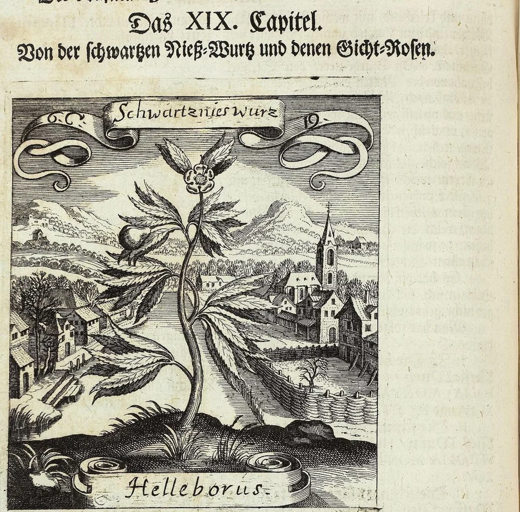 An illustration from Viridarium Reformatum, Seu Regnum Vegetabile, Das ist: Neu-eingerichtetes und Vollständiges Kräuter-Buch: Worinnen auff noch nicht geschehene Weise Derer Vegetabilien, als Kräutern, Sträuchen, Bäumen, Bluhmen und anderer Erd-Gewachsen Art, Krafft und Würckung dergestalt beschrieben werden, daß man dieses Werck statt einer Botanischen Bibliothec haben ... kan, 1719, leaf 278