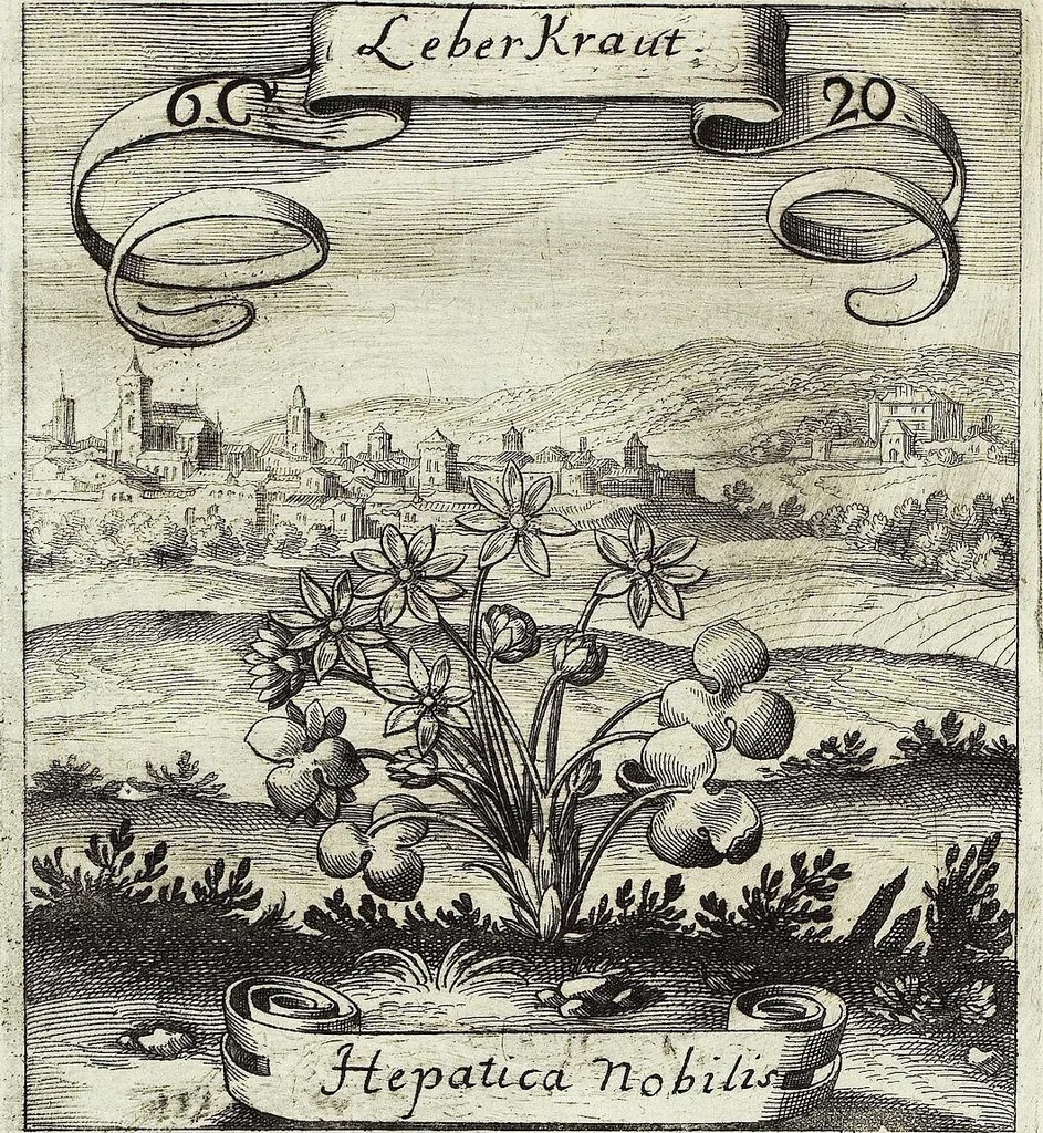 An illustration from Viridarium Reformatum, Seu Regnum Vegetabile, Das ist: Neu-eingerichtetes und Vollständiges Kräuter-Buch: Worinnen auff noch nicht geschehene Weise Derer Vegetabilien, als Kräutern, Sträuchen, Bäumen, Bluhmen und anderer Erd-Gewachsen Art, Krafft und Würckung dergestalt beschrieben werden, daß man dieses Werck statt einer Botanischen Bibliothec haben ... kan, 1719, leaf 282