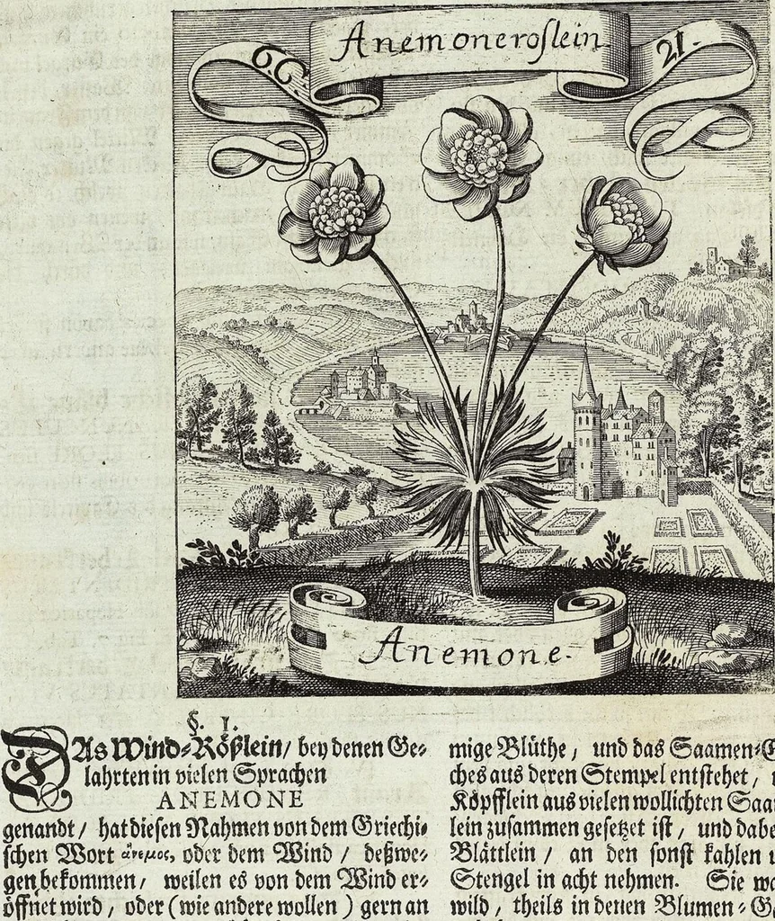 An illustration from Viridarium Reformatum, Seu Regnum Vegetabile, Das ist: Neu-eingerichtetes und Vollständiges Kräuter-Buch: Worinnen auff noch nicht geschehene Weise Derer Vegetabilien, als Kräutern, Sträuchen, Bäumen, Bluhmen und anderer Erd-Gewachsen Art, Krafft und Würckung dergestalt beschrieben werden, daß man dieses Werck statt einer Botanischen Bibliothec haben ... kan, 1719, leaf 284