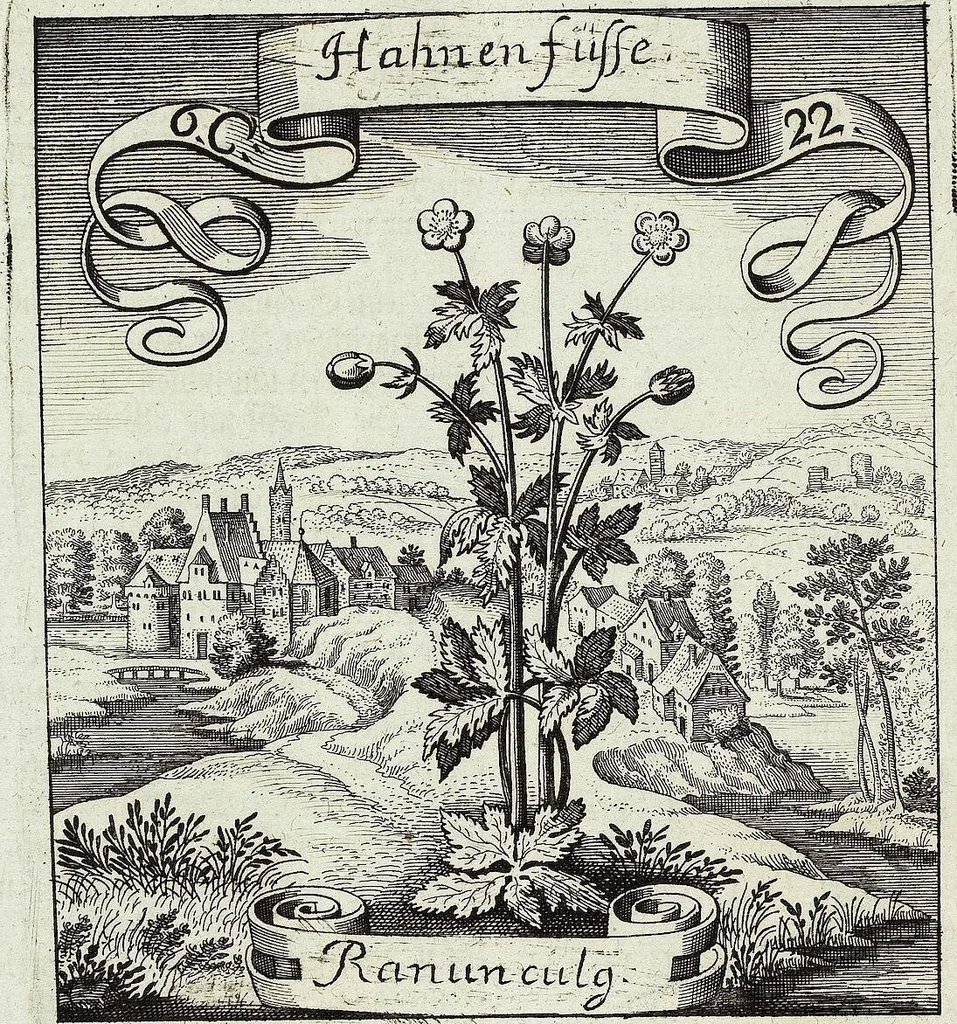 An illustration from Viridarium Reformatum, Seu Regnum Vegetabile, Das ist: Neu-eingerichtetes und Vollständiges Kräuter-Buch: Worinnen auff noch nicht geschehene Weise Derer Vegetabilien, als Kräutern, Sträuchen, Bäumen, Bluhmen und anderer Erd-Gewachsen Art, Krafft und Würckung dergestalt beschrieben werden, daß man dieses Werck statt einer Botanischen Bibliothec haben ... kan, 1719, leaf 286