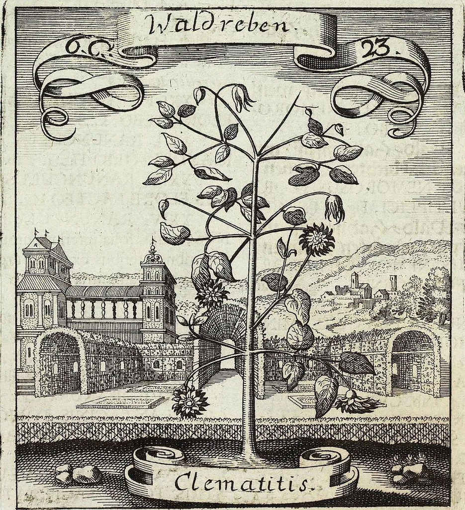 An illustration from Viridarium Reformatum, Seu Regnum Vegetabile, Das ist: Neu-eingerichtetes und Vollständiges Kräuter-Buch: Worinnen auff noch nicht geschehene Weise Derer Vegetabilien, als Kräutern, Sträuchen, Bäumen, Bluhmen und anderer Erd-Gewachsen Art, Krafft und Würckung dergestalt beschrieben werden, daß man dieses Werck statt einer Botanischen Bibliothec haben ... kan, 1719, leaf 288