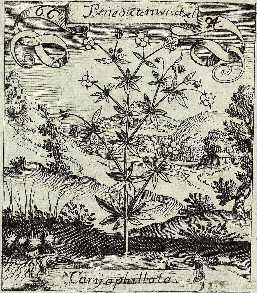 An illustration from Viridarium Reformatum, Seu Regnum Vegetabile, Das ist: Neu-eingerichtetes und Vollständiges Kräuter-Buch: Worinnen auff noch nicht geschehene Weise Derer Vegetabilien, als Kräutern, Sträuchen, Bäumen, Bluhmen und anderer Erd-Gewachsen Art, Krafft und Würckung dergestalt beschrieben werden, daß man dieses Werck statt einer Botanischen Bibliothec haben ... kan, 1719, leaf 290