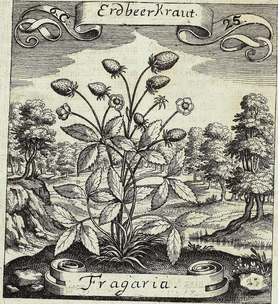 An illustration from Viridarium Reformatum, Seu Regnum Vegetabile, Das ist: Neu-eingerichtetes und Vollständiges Kräuter-Buch: Worinnen auff noch nicht geschehene Weise Derer Vegetabilien, als Kräutern, Sträuchen, Bäumen, Bluhmen und anderer Erd-Gewachsen Art, Krafft und Würckung dergestalt beschrieben werden, daß man dieses Werck statt einer Botanischen Bibliothec haben ... kan, 1719, leaf 292