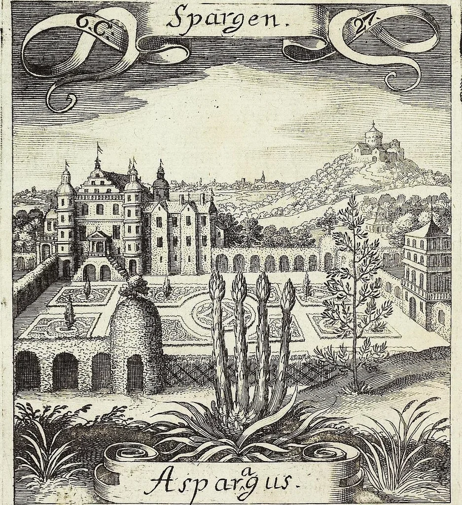 An illustration from Viridarium Reformatum, Seu Regnum Vegetabile, Das ist: Neu-eingerichtetes und Vollständiges Kräuter-Buch: Worinnen auff noch nicht geschehene Weise Derer Vegetabilien, als Kräutern, Sträuchen, Bäumen, Bluhmen und anderer Erd-Gewachsen Art, Krafft und Würckung dergestalt beschrieben werden, daß man dieses Werck statt einer Botanischen Bibliothec haben ... kan, 1719, leaf 296