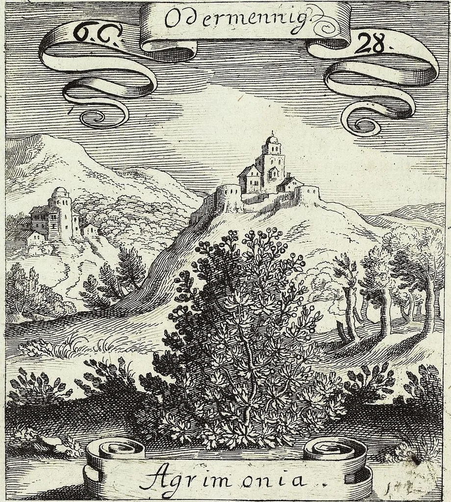 An illustration from Viridarium Reformatum, Seu Regnum Vegetabile, Das ist: Neu-eingerichtetes und Vollständiges Kräuter-Buch: Worinnen auff noch nicht geschehene Weise Derer Vegetabilien, als Kräutern, Sträuchen, Bäumen, Bluhmen und anderer Erd-Gewachsen Art, Krafft und Würckung dergestalt beschrieben werden, daß man dieses Werck statt einer Botanischen Bibliothec haben ... kan, 1719, leaf 298