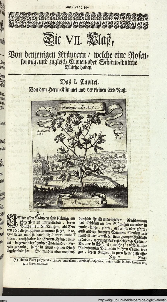 An illustration from Viridarium Reformatum, Seu Regnum Vegetabile, Das ist: Neu-eingerichtetes und Vollständiges Kräuter-Buch: Worinnen auff noch nicht geschehene Weise Derer Vegetabilien, als Kräutern, Sträuchen, Bäumen, Bluhmen und anderer Erd-Gewachsen Art, Krafft und Würckung dergestalt beschrieben werden, daß man dieses Werck statt einer Botanischen Bibliothec haben ... kan, 1719, leaf 301