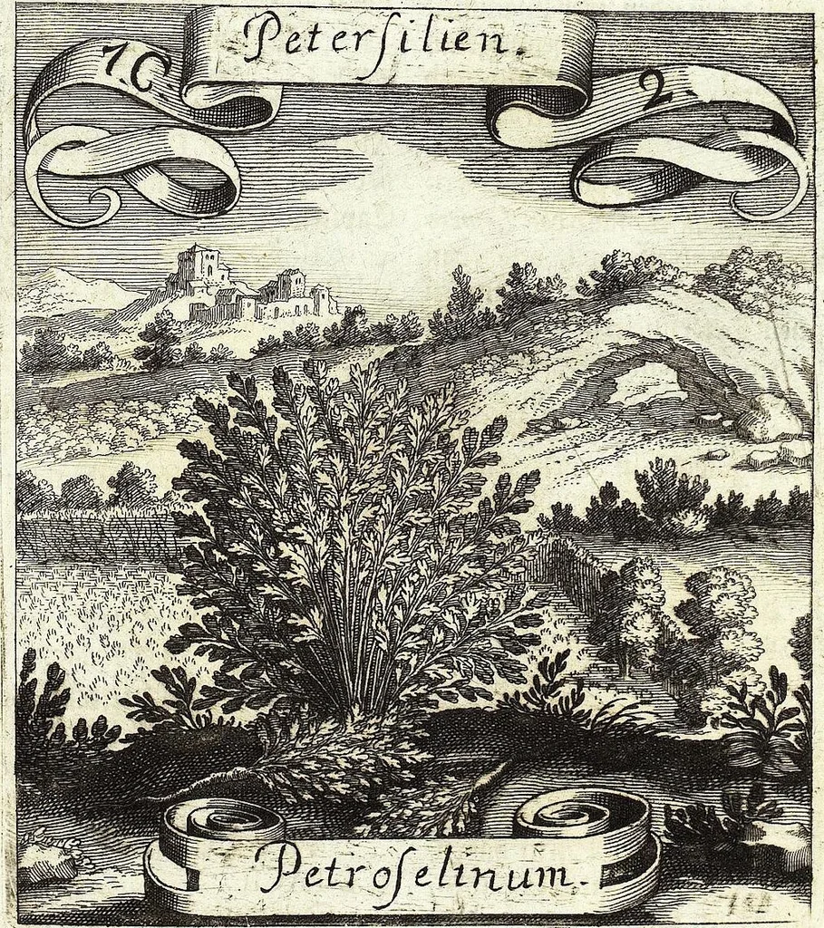 An illustration from Viridarium Reformatum, Seu Regnum Vegetabile, Das ist: Neu-eingerichtetes und Vollständiges Kräuter-Buch: Worinnen auff noch nicht geschehene Weise Derer Vegetabilien, als Kräutern, Sträuchen, Bäumen, Bluhmen und anderer Erd-Gewachsen Art, Krafft und Würckung dergestalt beschrieben werden, daß man dieses Werck statt einer Botanischen Bibliothec haben ... kan, 1719, leaf 303